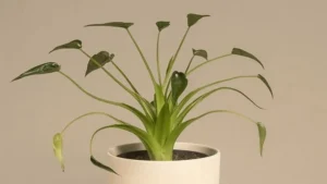 Alocasia Tiny Dancer Plant Featured Image