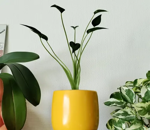 Alocasia Tiny Dancer Plant in yellow pot