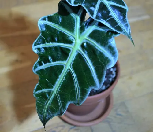 An image of Alocasia polly (African Mask Plant)