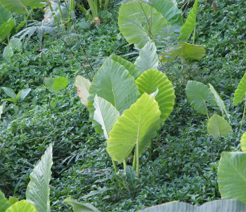 An image of Alocasia odora (Night-Scented Lily)