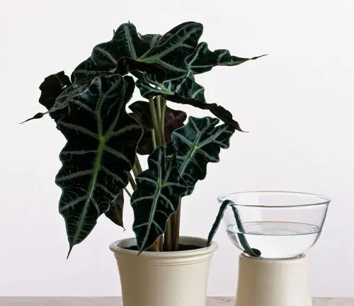 Amazonian Elephant's Ear plant in a cream pot next to a clear glass watering jug on a pedestal.