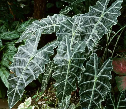 Striking Amazonian Elephant's Ear plant leaves with intricate white veins, set against a background of lush greenery.