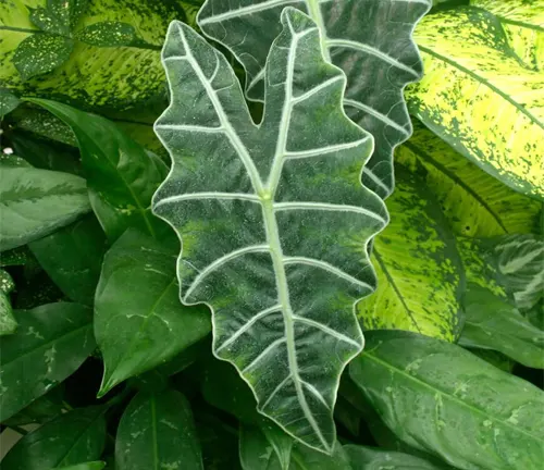 A leaf of Amazonian Elephant's Ear with silvery veins, overlaying variegated green foliage
