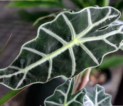 Close-up of a dark green Amazonian Elephant's Ear leaf with prominent white veins