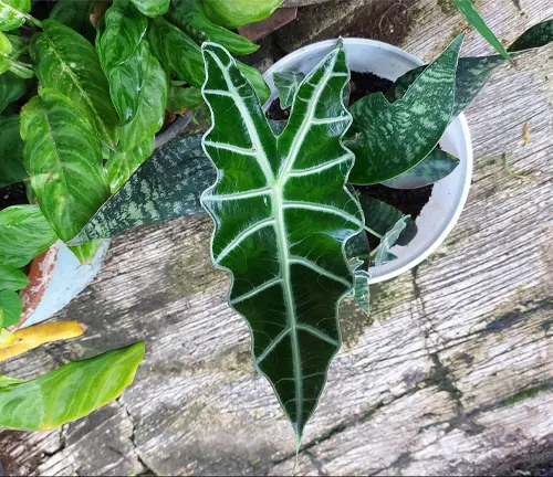An Amazonian Elephant's Ear leaf with white veins stands out against a wooden surface and greenery.