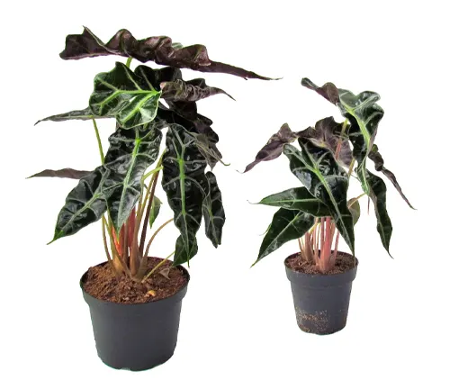 Two potted Amazonian Elephant's Ear plants with dark, velvety leaves and bright veins, isolated on a white background
