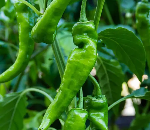 A Anaheim pepper plant with green hot peppers ready to harvest
