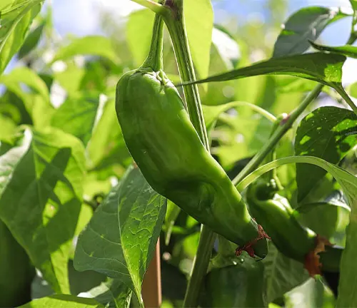 A fresh anaheim chili pepper growing on a plant