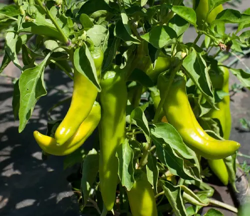 Anaheim chili peppers growing in a garden