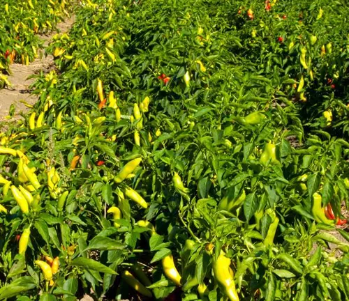 Agriculture - Mature Anaheim chili peppers on the plants, ready for harvest / near Napa, California, USA.