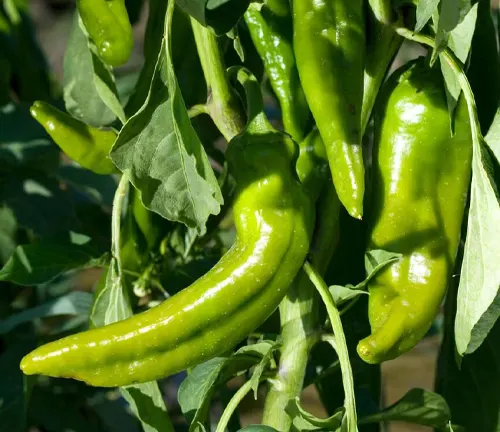 Anaheim peppers grow on the plant in a community church garden located in Garden City, Idaho, USA.