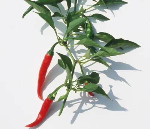 psicum annuum var. annuum 'Super Cayenne', leafy stem with two red peppers