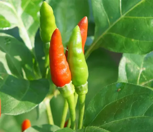 Image of Thai Peppers 
(Capsicum annuum var. annuum 'Thai')