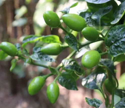 green colored hot cherry peppers on tree in farm for harvest