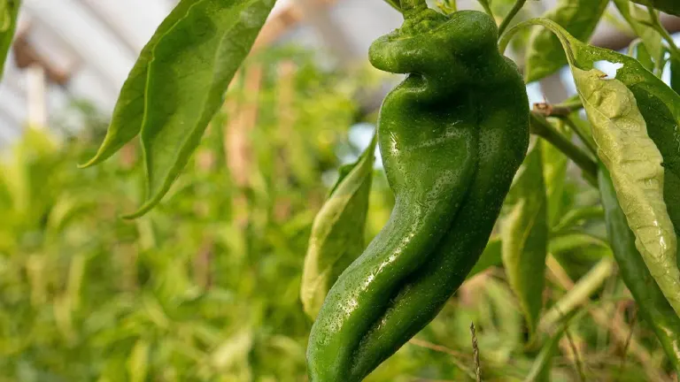 Anaheim Pepper Plant