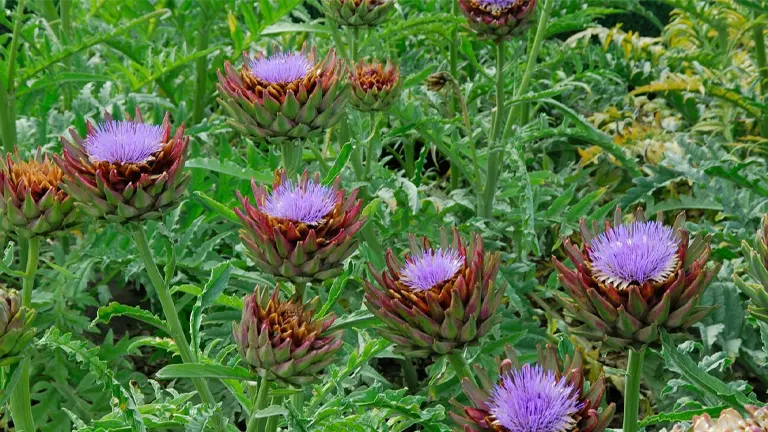 Artichokes Plant