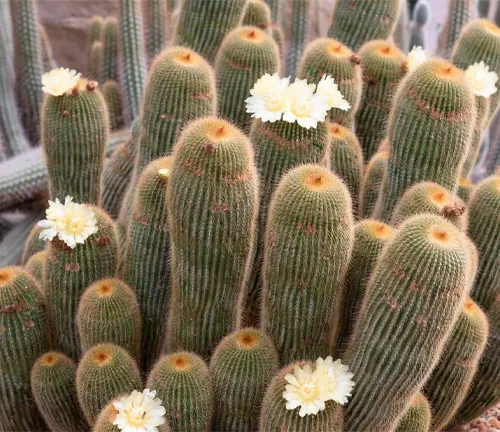 Cactus Parodia leninghausii