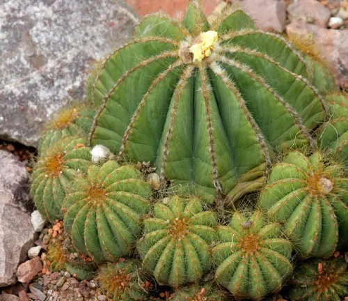 Parodia magnifica, Cactaceae, Southern Brazil, Uruguay, South America