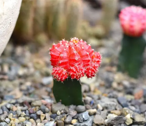 Gymnocalycium mihanovichii red cactus close up