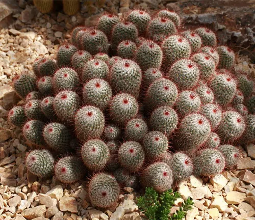 Cactus, Mammillaria bombycina, Cactaceae. Mexico.