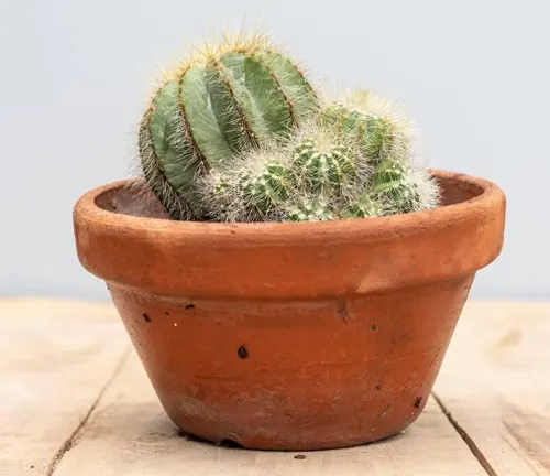 Parodia magnifica cactus in a clay pot
