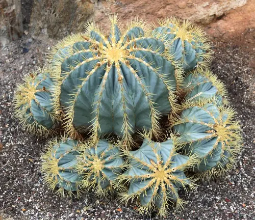 Ball Cactus or its scientific name is Parodia magnifica