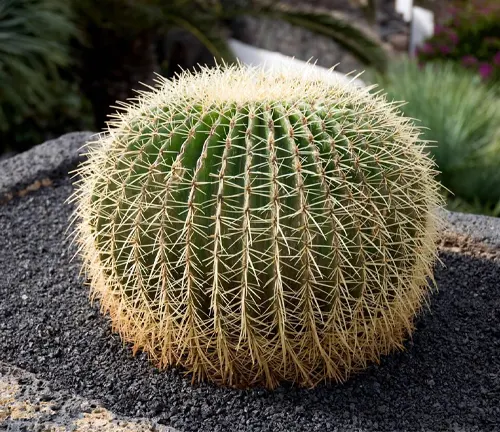 Echinocactus grusonii a round or barrell shaped cacti plant