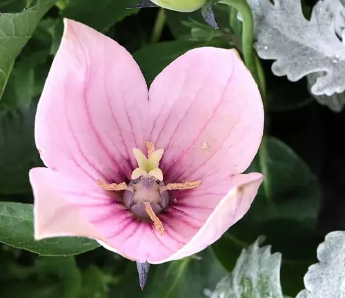 Platycodon grandiflorus ‘Astra Pink' – pastel pink bell-shaped flowers with dark pink veins, April, England, UK