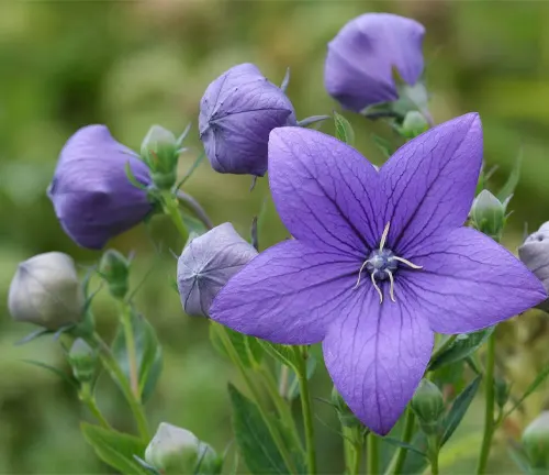 Platycodon grandiflorus Astra Blue, large, star-shaped, violet-blue flowers