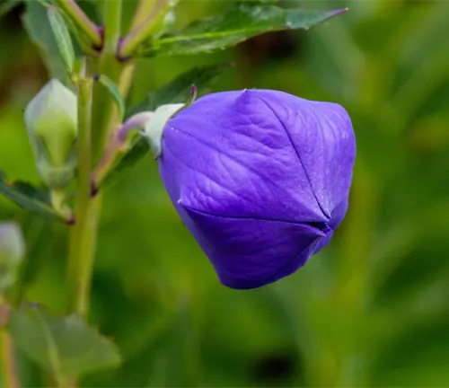 A purple balloon flower, also known as a Chinese bellflower, grows in northeast Indiana