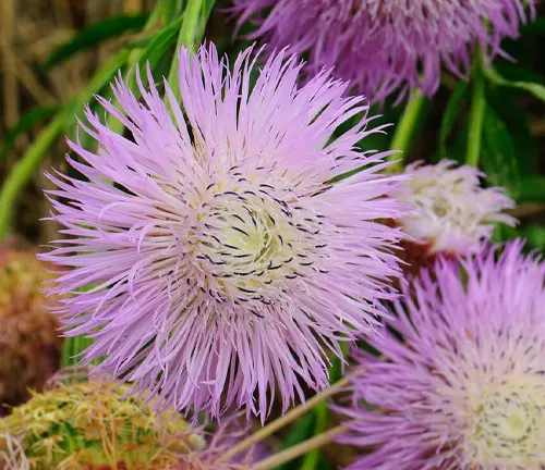 A close up of Basket Flower