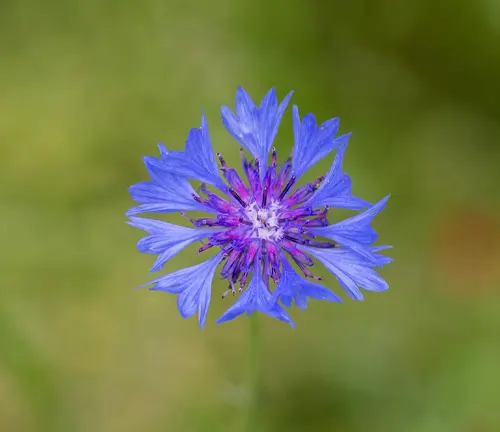 Close up of Centaurea Cyanus, better known as Bachelor's Button or Cornflower. Blooming flower with blue and purple petals.