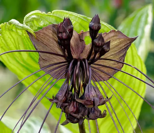 Black Bat Flower - Tacca chantrieri from Tropical Southeast Asia