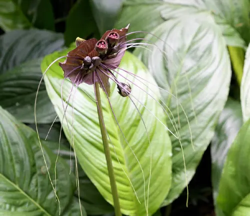 Image bat flower (tacca chantrieri)