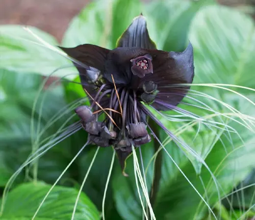 Tacca chantrieri 'Black Bat Flower'.