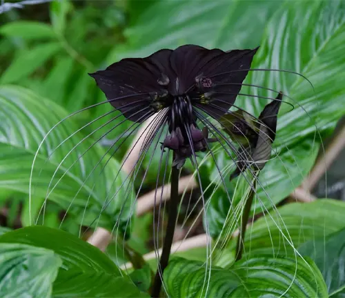 Great bat flower on Phuket