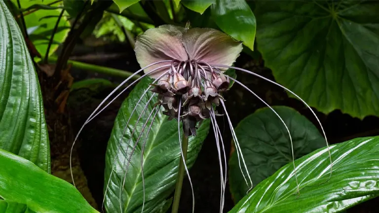 Bat Flower