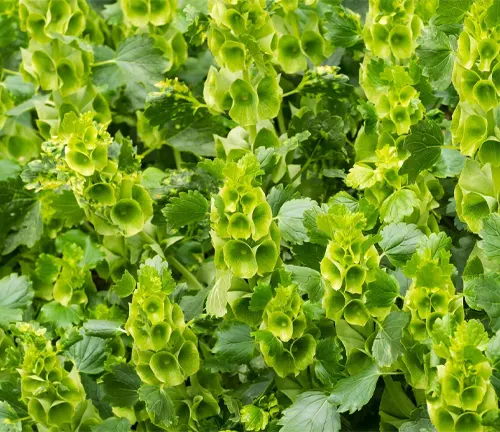 Green flowers in the upright spikes of the hardy annual flower arranger's bloom, Bells of Ireland, Moluccella laevis