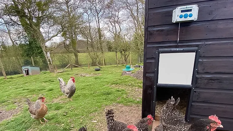 Chickens in a coop with an automatic door featuring a control panel mounted on the wall