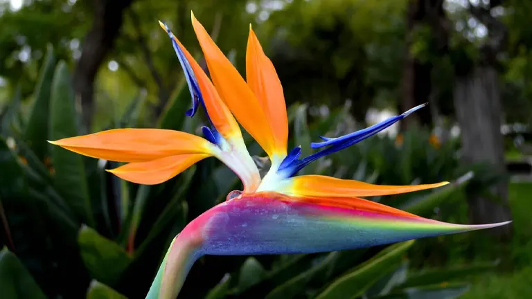 Bird of Paradise