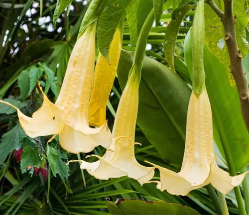 Heavily evening and night scented trumpet flowers of the tender evergreen angels trumpet