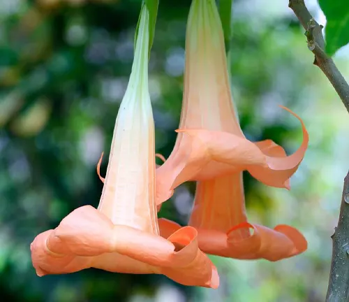Close up of Angel's Trumpet Plant