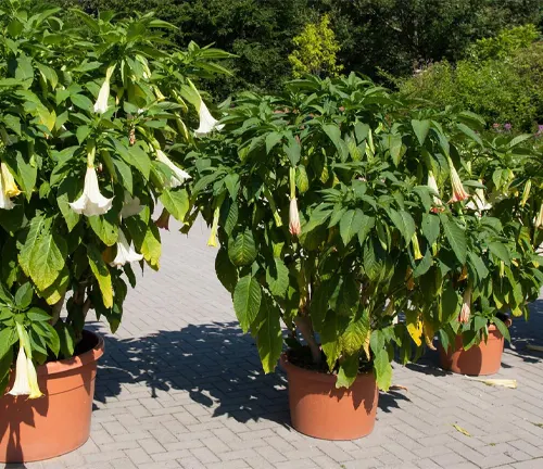 Angel's Trumpet Plant in a pot