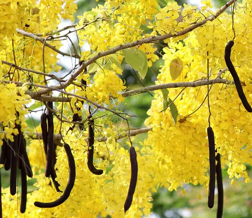 Legumes Tree - Yellow flowers and dark seed pods on a tree with a blurred background