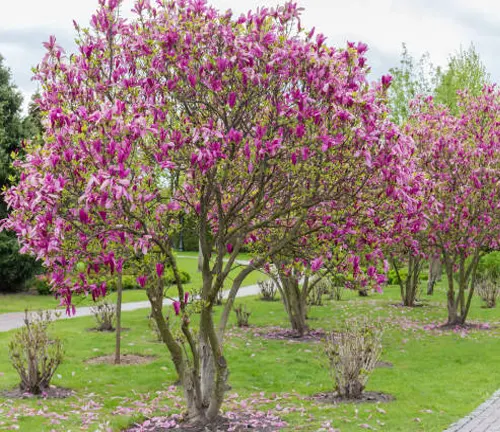 Blooming magnolia tree with pink-purple flowers in a garden