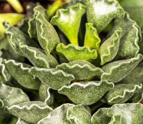 Close-up of Crinkle Leaf Plant (Adromischus cristatus)