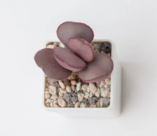 An image of Adromischus Marianiae