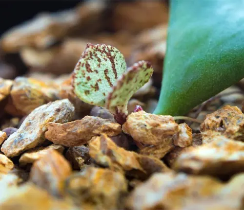 New bud leaf of Key lime pie succulent plant sprout up on the rocky soils, Adromischus Cristatus beautiful chubby plant succulent