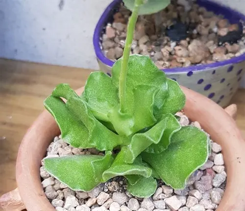 Crinkle Leaf Plant in a pot