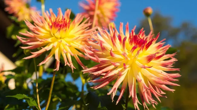 Yellow and red petals of fimbriated Dahlia blossoms in the morning sun in autumn